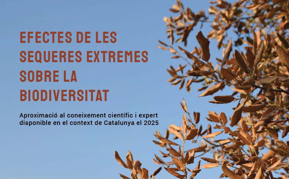 Efectes de les sequeres extremes sobre la biodiversitat