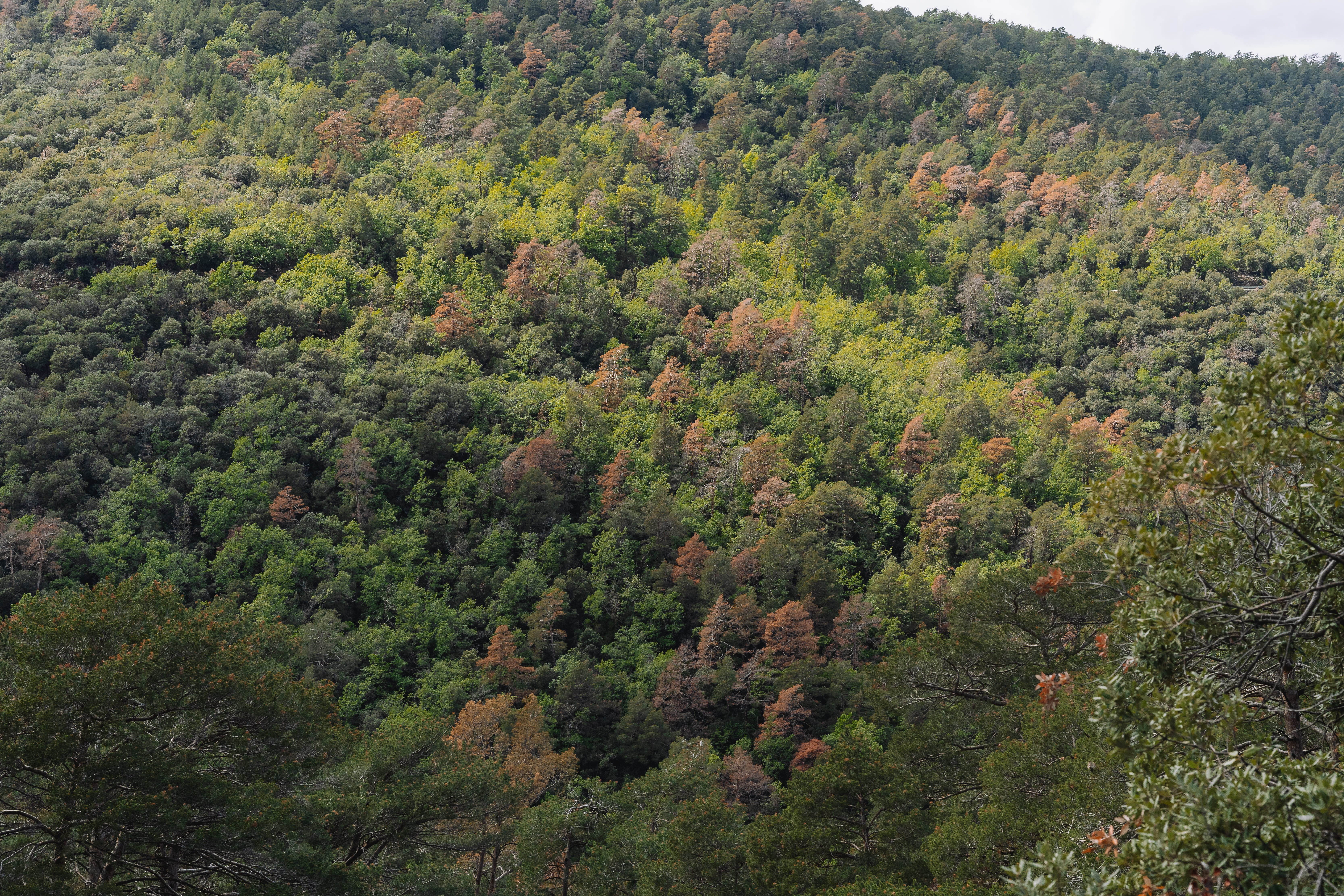 Boscos de pi roig afectats per la sequera a les muntanyes de Prades. Imatge: Galdric Mossoll