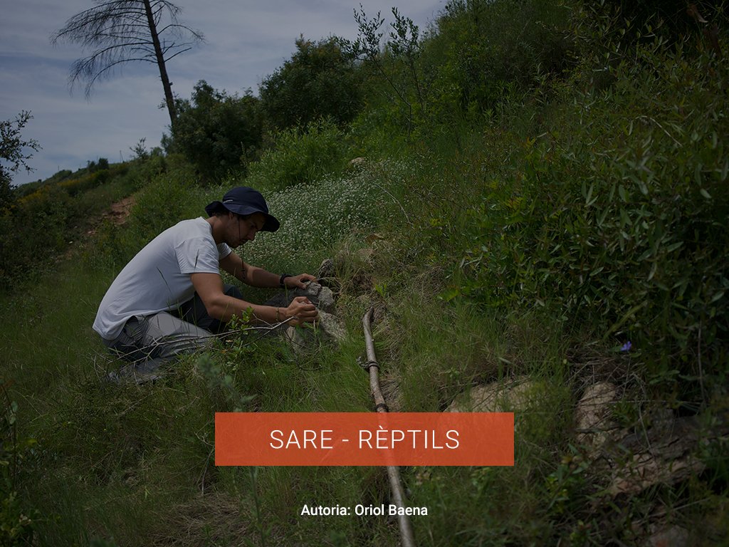 SARE-REPTILS