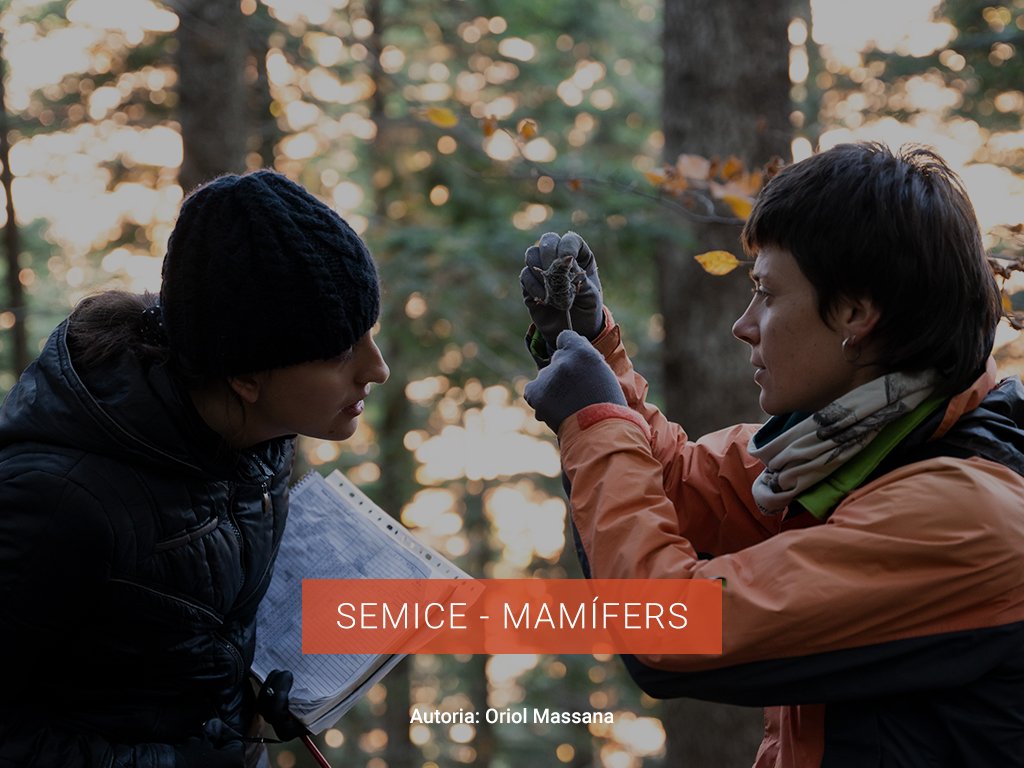 SEMICE-MAMIFERS