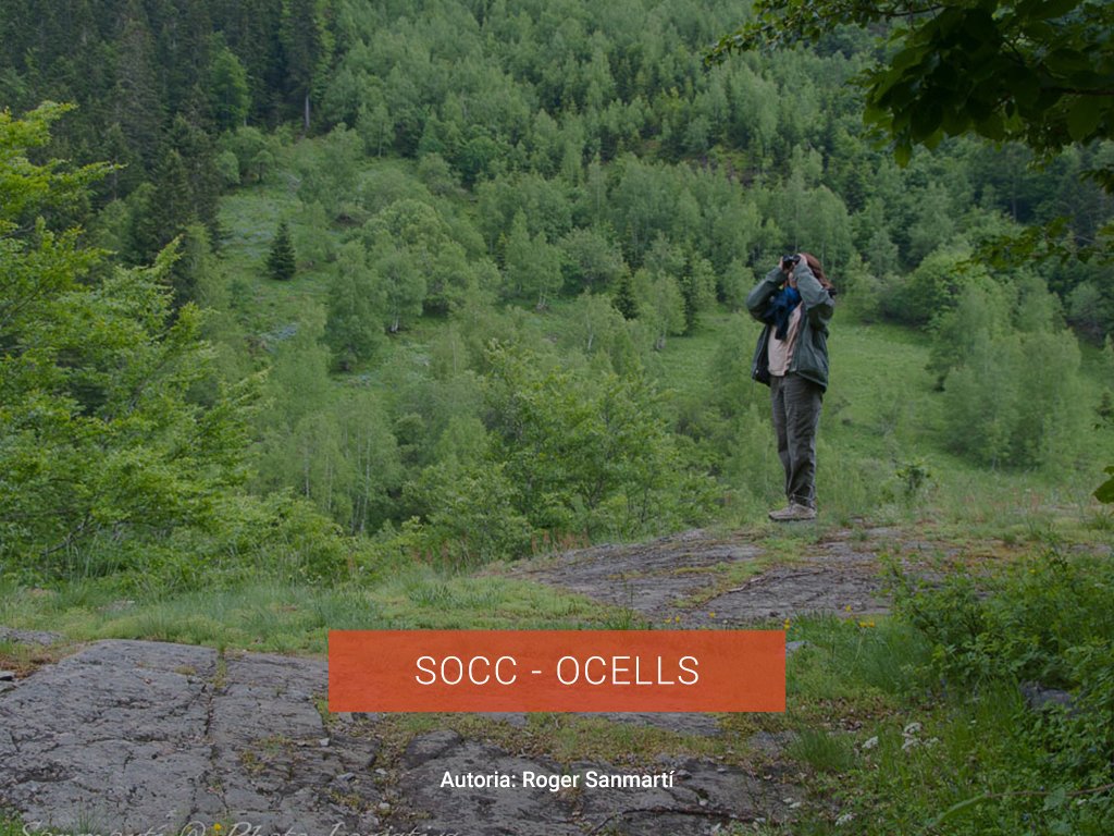 SOCC-OCELLS