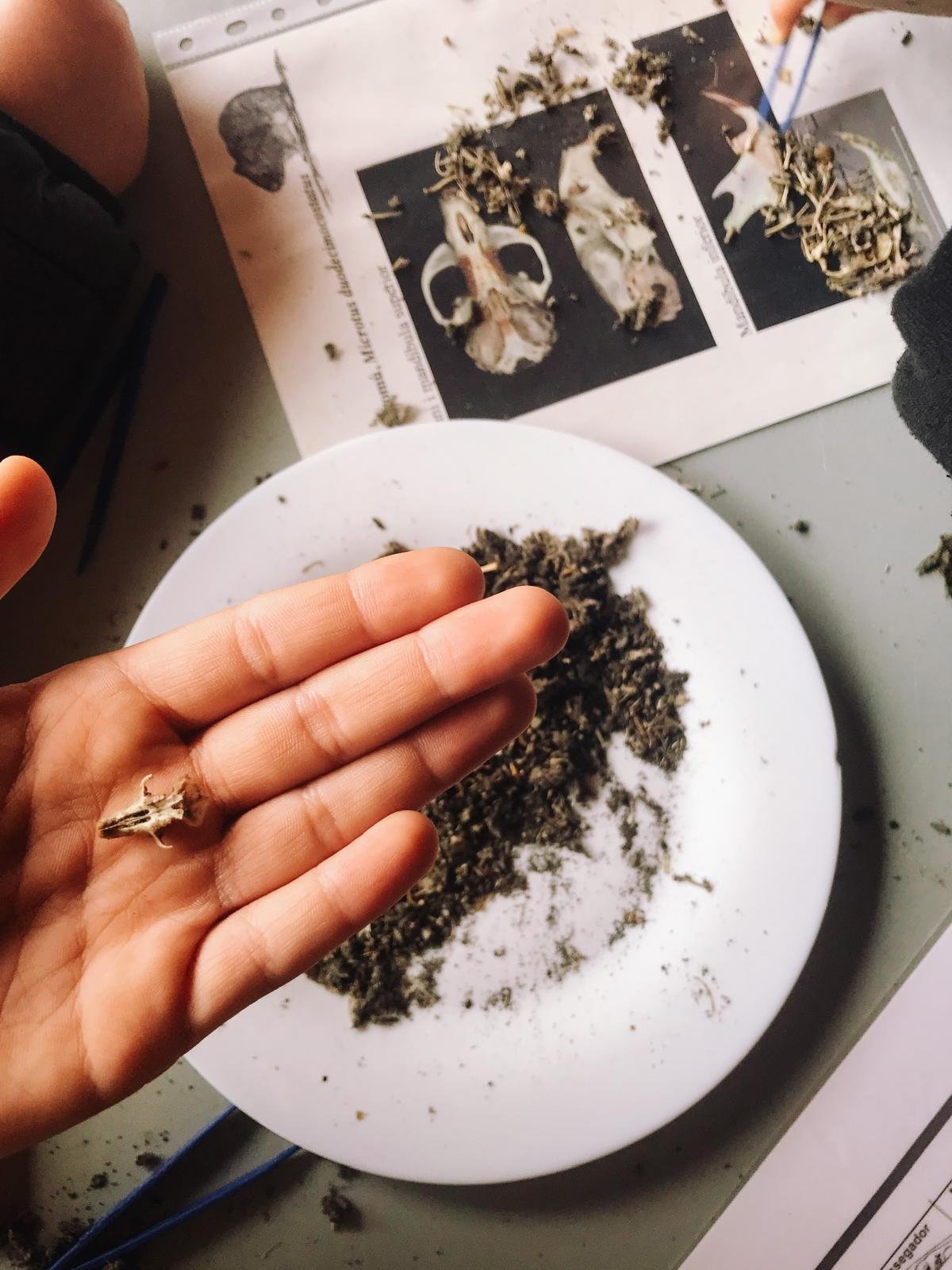 Anàlisi d'una egagròpila. S'hi poden trobar restes d'ossos de micromamífers.