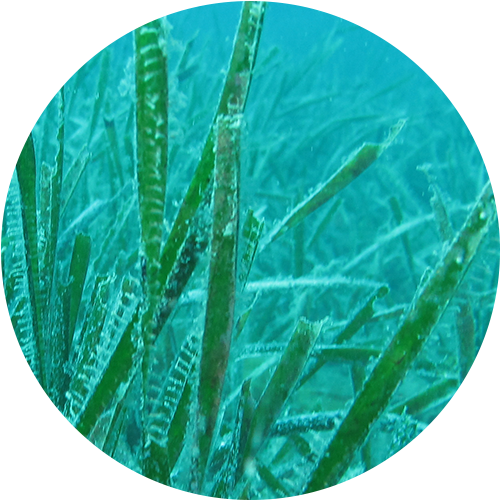 posidonia_circle